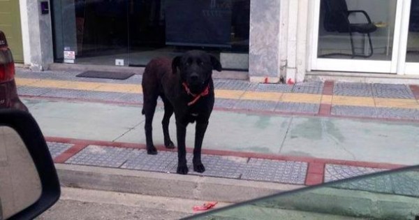 «Ορφανός» έμεινε ο σκύλος-Χάτσικο που περίμενε στωικά το αφεντικό του στην Κομοτηνή