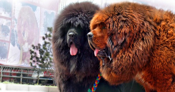 Γνωρίστε 8 γιγαντιαίες φυλές σκύλων! (εικόνες)