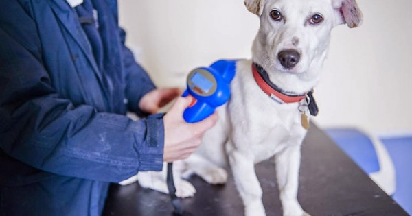 Τέλος στο αλαλούμ με τα μικροτσίπ: Οι κτηνίατροι θα τα καταχωρούν άμεσα μόνοι τους