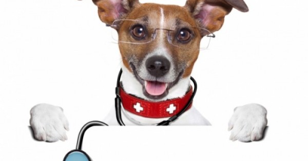 Φράνκι: Ο σκύλος που κάνει διάγνωση καρκίνου καλύτερα και από τους γιατρούς