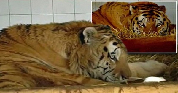 Έδωσαν σε αυτή την τίγρη να φάει ένα ποντίκι επειδή είχε κατάθλιψη όμως δεν περίμενε κανείς αυτό που έγινε (εικόνες)