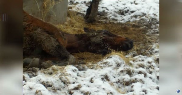 Βρήκε αυτό το κακόμοιρο άλογο να αργοπέθαινει μέσα στο κρύο και του έδωσε ξανά ζωή (εικόνες, βίντεο)