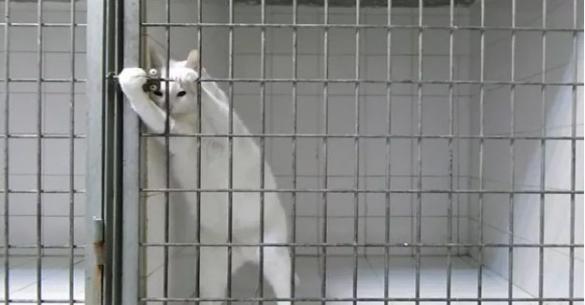 Δείτε γιατί αυτή η γάτα θεωρείται μετρ των αποδράσεων (βίντεο)