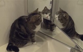 Ξεκαρδιστικό βίντεο: Γάτες αντικρίζουν το είδωλο τους