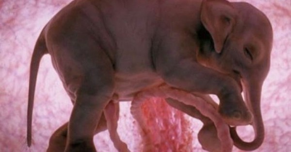 Φανταστική συλλογή! Δείτε πώς μοιάζουν τα ζωάκια, όταν είναι έμβρυα!