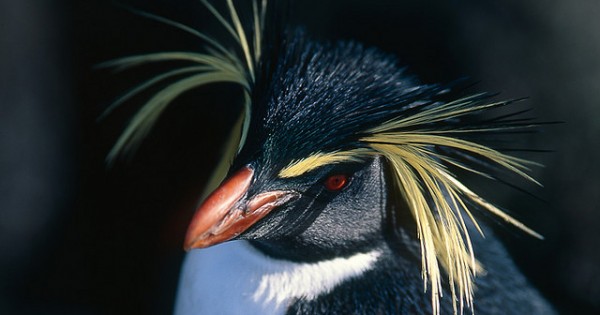 Πιγκουίνοι με… λοφίο (Φωτογραφίες)