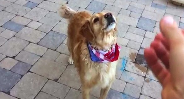 Ο σκύλος που έχει ταλέντο στο… να μην πιάνει φαγητά στον αέρα (video)