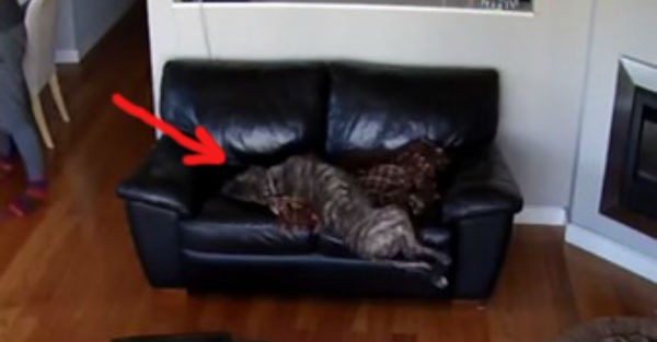 Δείτε πώς αντέδρασε αυτός ο σκύλος καθώς κοιμόταν (βίντεο)