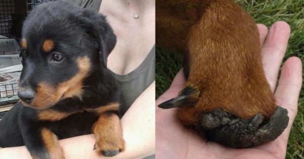 Αυτό το σκυλάκι βρέθηκε με κομμένα τα πέλματα των ποδιών του όμως για καλή του τύχη… (εικόνες,βίντεο)