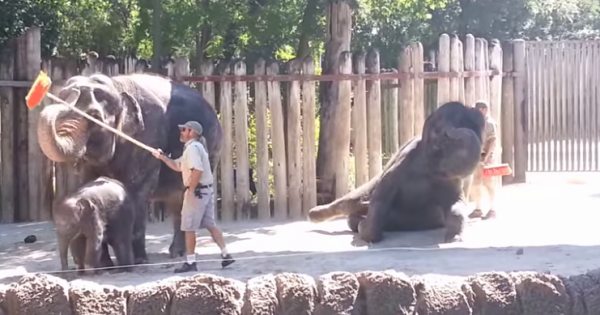 Όλα κυλούσαν ομαλά μέχρι να αρπάξει μια σκούπα αυτό ο ελέφαντας! (Βίντεο)