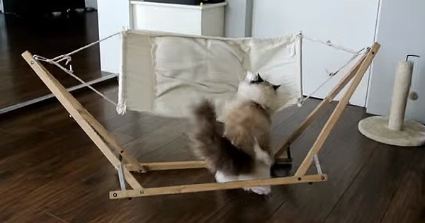 Αγόρασαν στη γάτα τους αυτό το απίστευτο κρεβάτι αλλά δεν περίμεναν να έχει αυτή την αντίδραση! (Βίντεο)