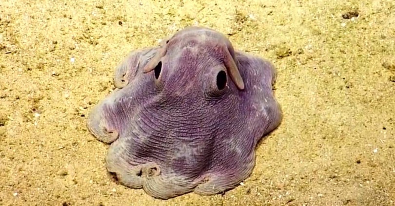 χταπόδι ελεφαντάκι Dumbo Octopus 