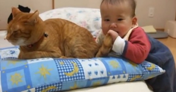 Η πιο υπομονετική γάτα (Βίντεο)