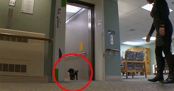 Θα σας κάνει να δακρύσετε: Γιατί πάει καθημερινά αυτός ο σκύλος πάει μία βόλτα (Βίντεο)