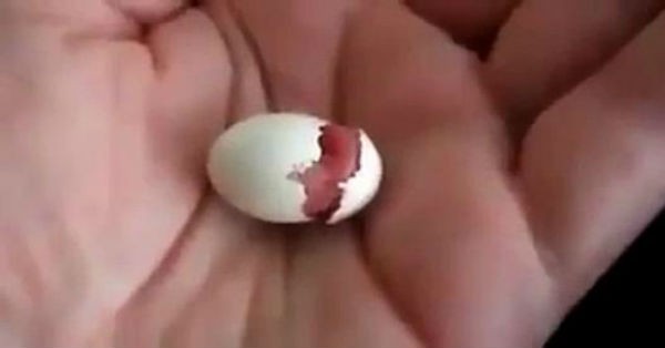 Δείτε τι έκπληξη τον περίμενε όταν πήγε στο σπίτι αυτό το αυγό! (Βίντεο)