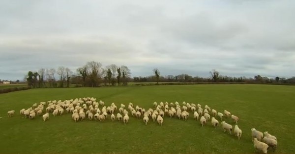Βοσκός με drone καθοδηγεί τα πρόβατα! Τέρμα ο σκύλος! (video)