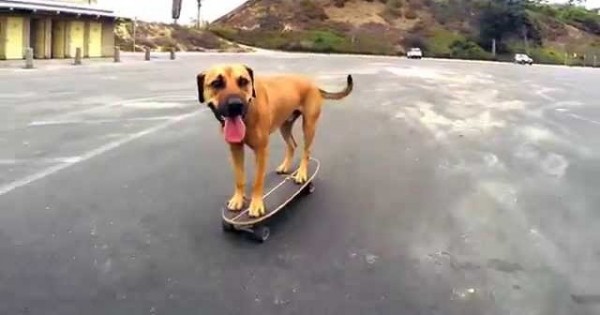 Ο σκύλος με το skateboard (Βίντεο)