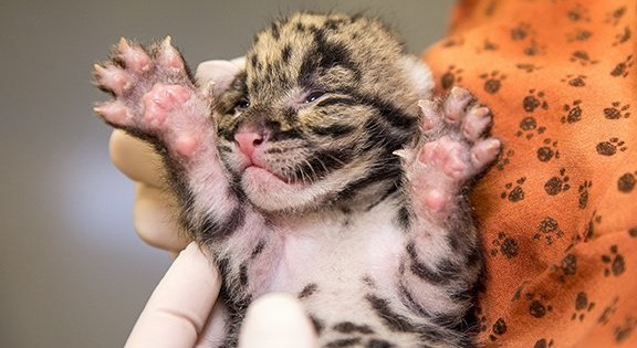 Το Θαύμα της ζωής! 20 Πανέμορφες φωτογραφίες ζώων που μόλις γεννήθηκαν