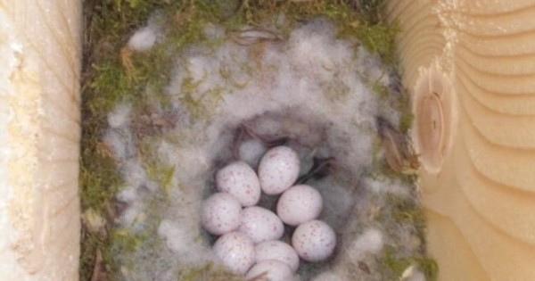 Αυγάτισαν οι τεχνητές φωλιές πουλιών (Φωτογραφίες)