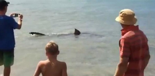 Καρχαρίας σκόρπισε τον τρόμο σε παραλία. Το βίντεο κόβει την ανάσα…