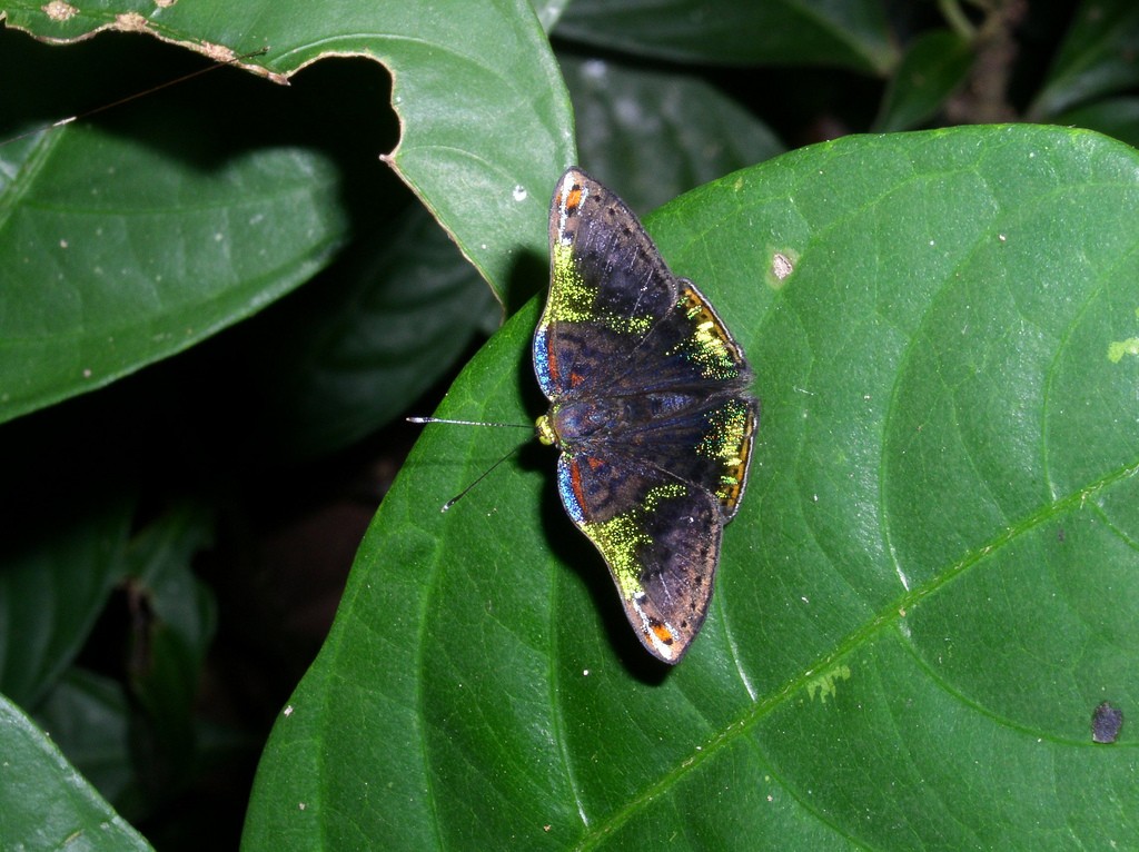 πεταλούδα Caria 