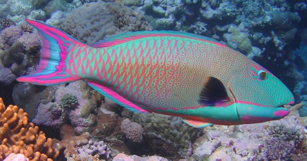 Πανέμορφα και πολύχρωμα τροπικά ψάρια