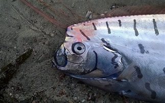 Μυστηριώδες τρίμετρο «ψάρι-κουπί» ξεβράστηκε στη Νέα Ζηλανδία (Εικόνες)