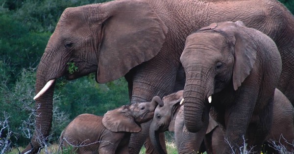 Ελέφαντας: Ένα αξιοθαύμαστο ζώο (video)