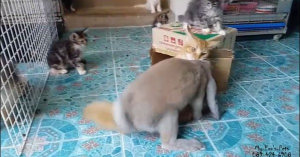 Η φύση «τρελάθηκε»! Κουνέλι ορμά εpωτικά σε μία γάτα! (βίντεο)