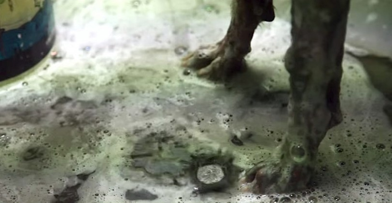 Σκύλος Μεξικό ζεστό νερό δέρμα IFAW Coconut 