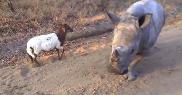 Δείτε τι έγινε όταν ένας ρινόκερος συνάντησε ένα αρνάκι! (Βίντεο)