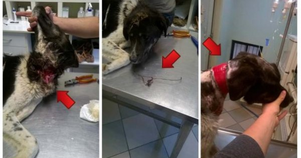 Τρίκαλα: Έσωσαν τον σκύλο που σάπιζε από το σύρμα στο λαιμό του