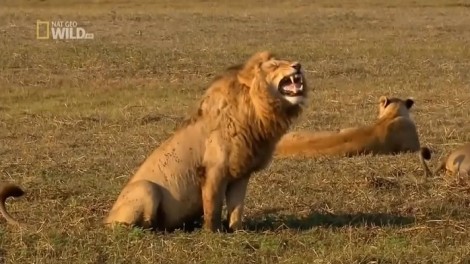 Απολαύστε το λιοντάρι που ξεκαρδίζεται! (Βίντεο)