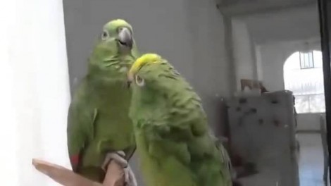 Μια χορωδία από παπαγάλους (Βίντεο)