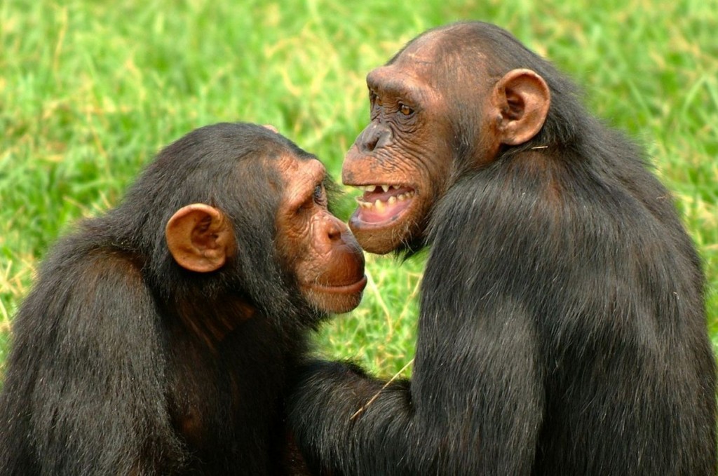 Χιμπατζήδες πειραματόζωα νομικά πρόσωπα 