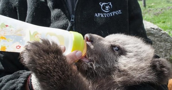 Καλά στην υγεία του το ορφανό αρκουδάκι που περιέθαλψε ο «Αρκτούρος» (εικόνες)