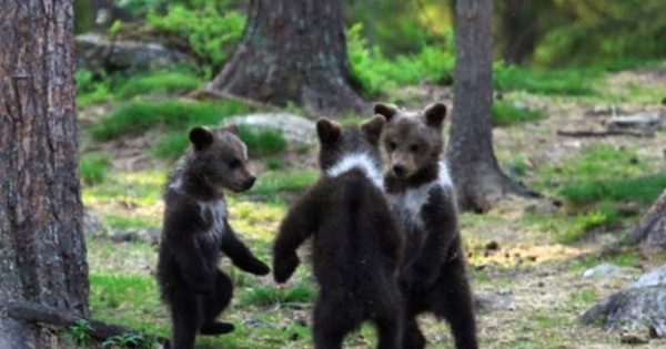 Απίστευτες φωτογραφίες: Αρκουδάκια παίζουν «γύρω-γύρω όλοι»