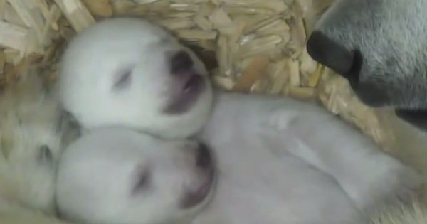 Αρκουδάκια ανοίγουν για πρώτη φορά τα μάτια τους! Ένα γλυκύτατο βίντεο!