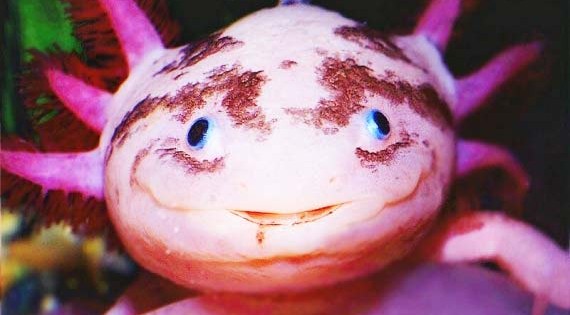 Axolotls: Ένα «χαμογελαστό» ψάρι με χέρια και πόδια!