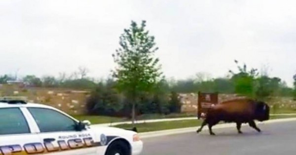 Αστυνομικοί καταδιώκουν βούβαλο σε λεωφόρο του Τέξας! (Βίντεο)