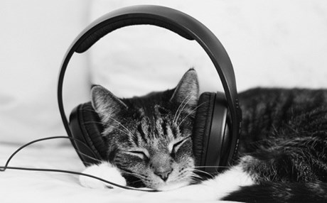 Η κλασική μουσική κάνει καλό… στις γάτες!