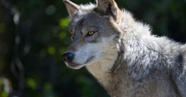 Πως οι λύκοι επηρεάζουν το περιβάλλον (video)