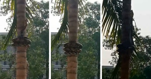 Δείτε πώς σκαρφαλώνουν τα φίδια στα δέντρα (video)