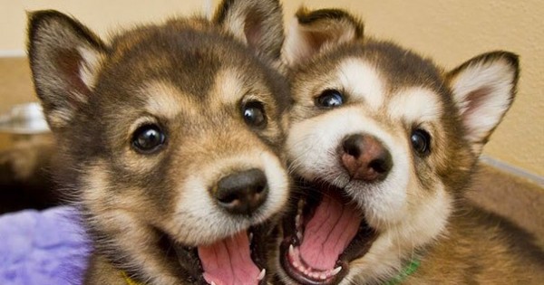 Αυτά τα σκυλάκια είναι αχώριστοι φίλοι! Δείτε τις γλυκές φωτογραφίες!
