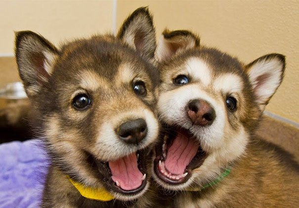 Αυτά τα σκυλάκια είναι αχώριστοι φίλοι! Δείτε τις γλυκές φωτογραφίες! |  animalplanet.gr