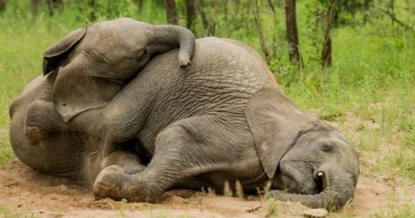 Κι όμως αυτοί οι ελέφαντες είναι λιώμα μετά από… μεθύσι!