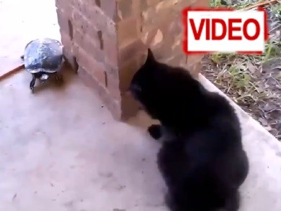Έχετε δει… γάτα να παίζει κρυφτό με χελώνα; (video)