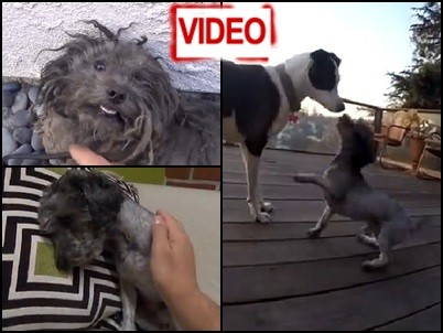 Δραματική διάσωση: Σκυλάκι κρυβόταν φοβισμένο στο δρόμο επί ένα χρόνο (video)