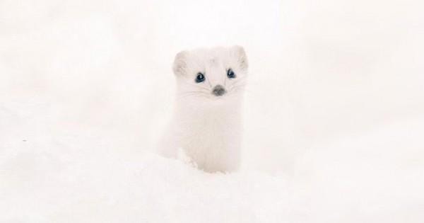 Είδη προς εξαφάνιση: Τα πιο γλυκά ζωάκια ζουν στο Hokkaido της Ιαπωνίας