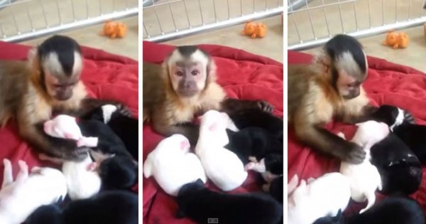 Μαϊμού συναντά κουτάβια για πρώτη φορά! Δείτε την εκπληκτική αντίδρασή της!